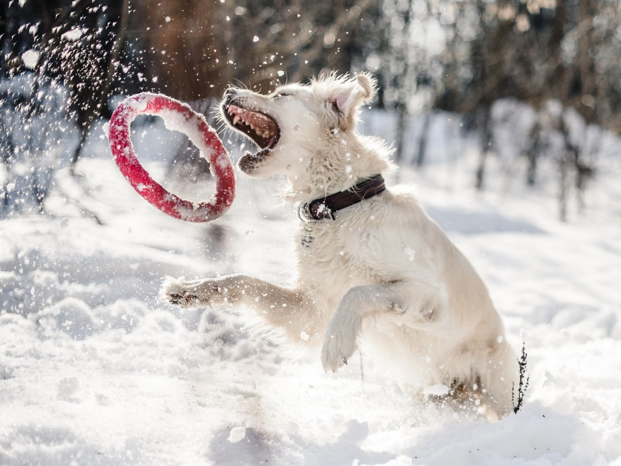 Dog Gear for All Seasons: Preparing for Weather Changes.