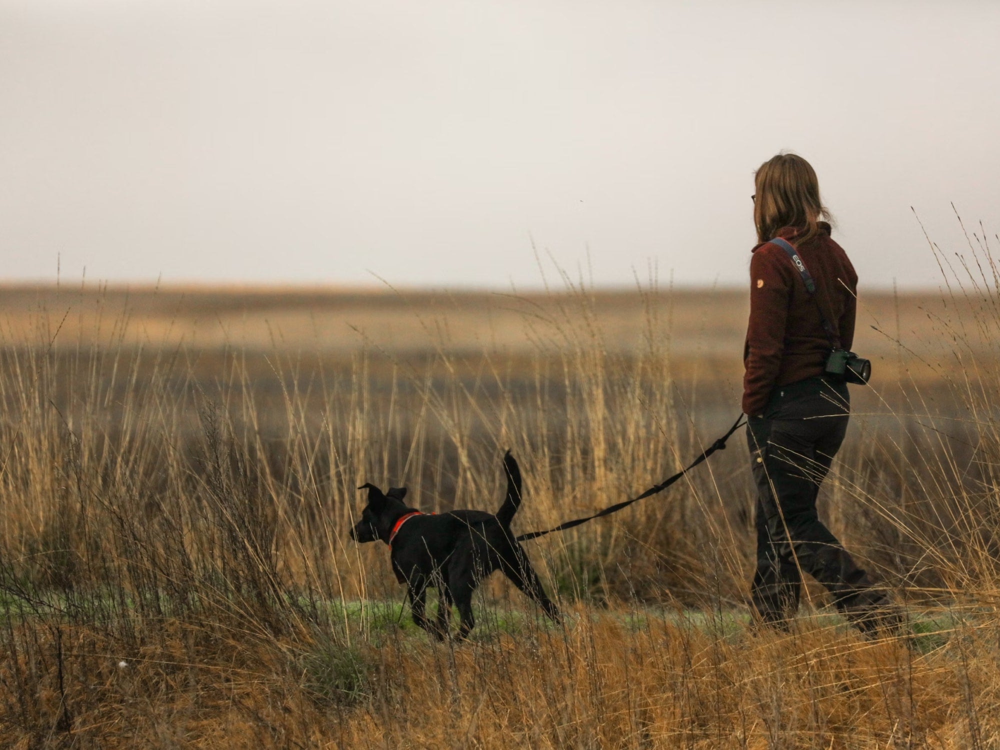 The Power of a Reliable Leash: Safety and Control During Walks.