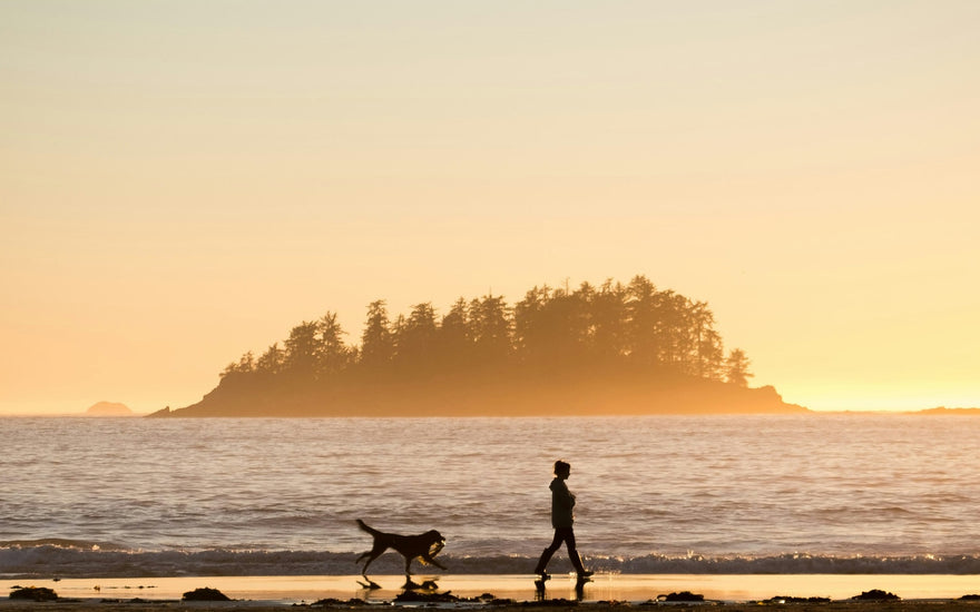 Top 5 Dog-Friendly Beaches for Water-Loving Pups.